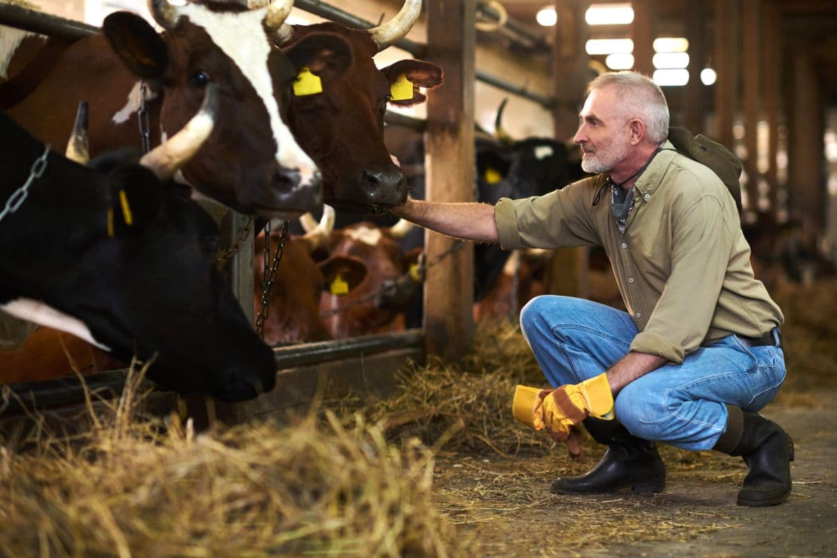 Tierhaltung heute: Wie Landwirte KI praktisch nutzen